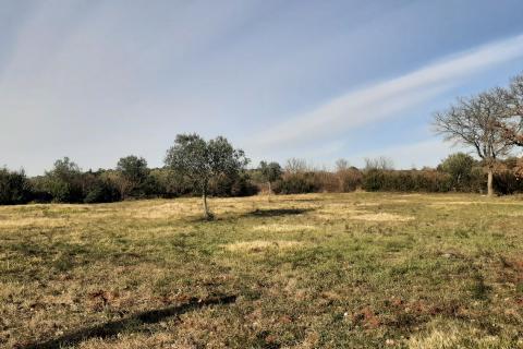 Istra, Rovinj, lijepa poljoprivredna parcela 