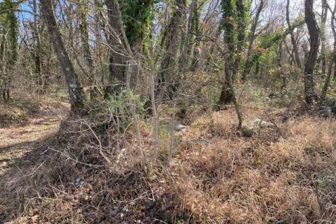 Žbandaj, okolica, šuma 20000 m2