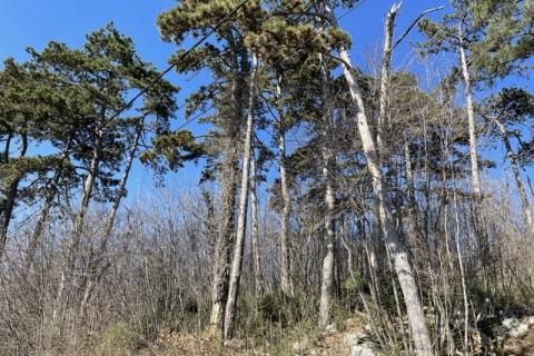 Veprinac, Opatija - Okolica, 3.978m2