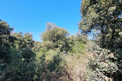 ISTRA - ROVINJ - Punta križ- zemljište 100 m od plaže