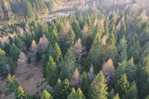 Terreno edificabile Crni Lug, Delnice, 57.198m2