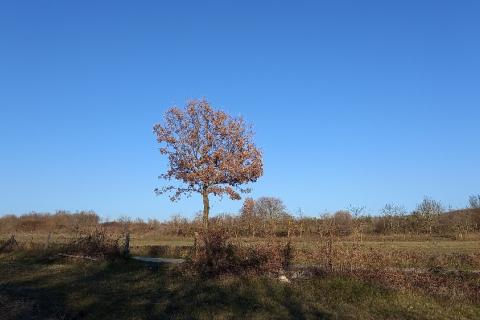 Земельный участок нестроительного назначения Mrgani, Kanfanar, 8.412m2