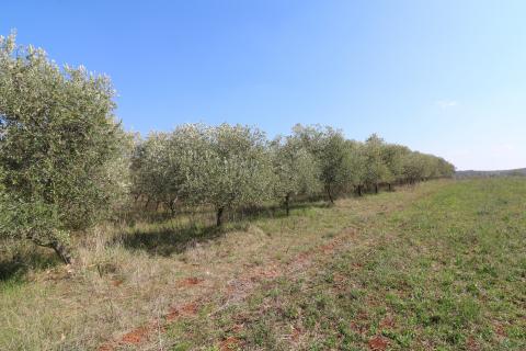 KAŠTELIR-maslinik s pogledm na more