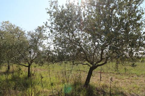KAŠTELIR-maslinik s pogledm na more