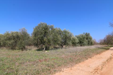 KAŠTELIR-maslinik s pogledm na more