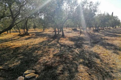 Istra, Poreč, Tar-Maslinik  700m od mora