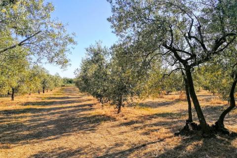 Istra, Poreč, Tar-Maslinik  700m od mora