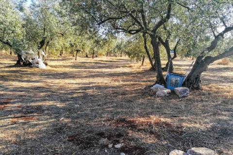 Istra, Poreč, Tar-Maslinik  700m od mora