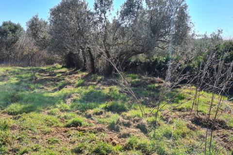 Земельный участок нестроительного назначения Premantura, Medulin, 662m2