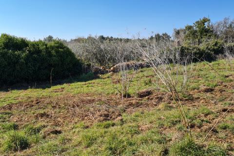 Земельный участок нестроительного назначения Premantura, Medulin, 662m2