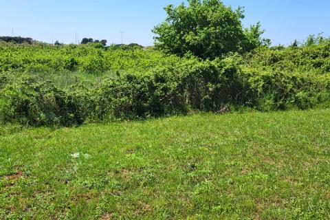 Bauland Novigrad, 526m2