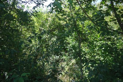 Nicht-strukturelle Land Veli Brgud, Matulji, 953m2