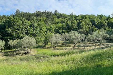 Istra, Draguć starina za adaptaciju sa poljoprivrednim zemljištem i maslinikom