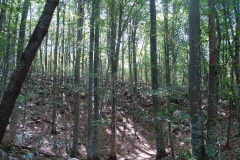 Razdrto-poljoprivredni teren