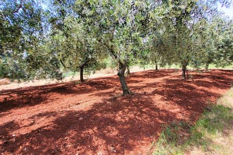 Istra, Novigrad, građevinsko zemljište