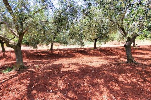 Istra, Novigrad, građevinsko zemljište