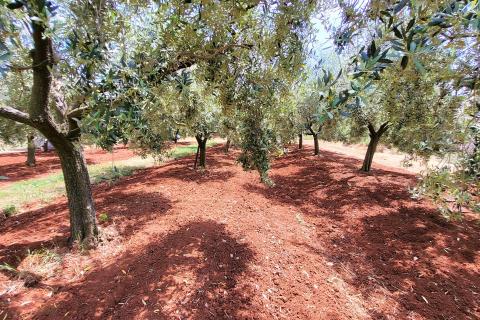 Istra, Novigrad, građevinsko zemljište