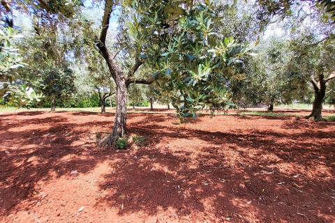 Istra, Novigrad, građevinsko zemljište