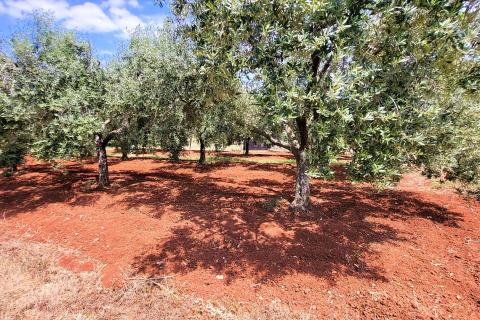 Istra, Novigrad, građevinsko zemljište