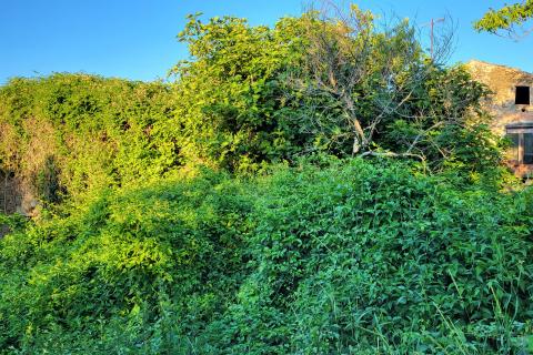 Istra, kuće za obnovu u okolici Motovuna