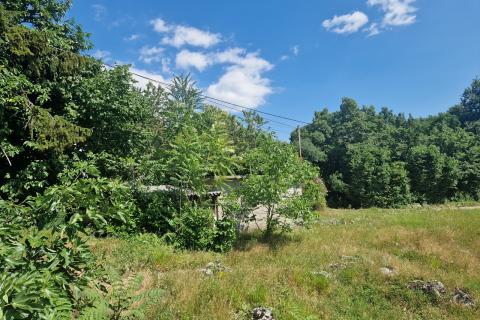 Veprinac-starina za adaptaciju