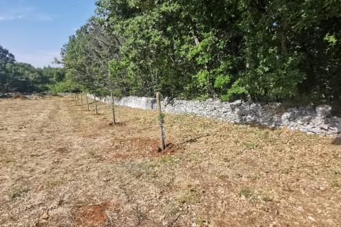 SV. PETAR U ŠUMI - Prekrasna oranica omeđena suhozidom