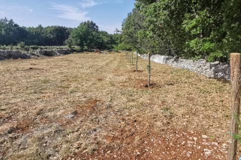 SV. PETAR U ŠUMI - Prekrasna oranica omeđena suhozidom