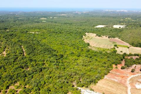 BALE - Šuma s panoramskim pogledom na more i Rovinj