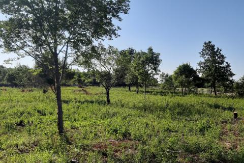 Земельный участок нестроительного назначения Vodnjan, 8.729m2