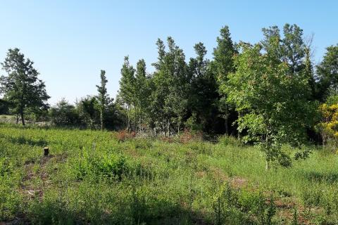 Земельный участок нестроительного назначения Vodnjan, 8.729m2