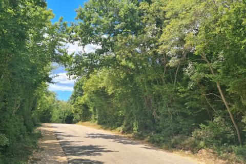 Marasi okolica: Šuma 12.750 m2 u blizini naselja uz cestu