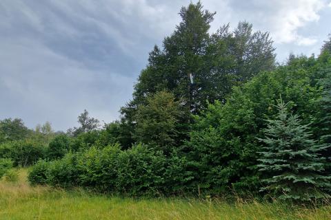 Poljoprivredno zemljište 9970 m2 blizina Delnica