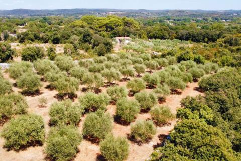 Земельный участок нестроительного назначения Rovinj, 3.223m2