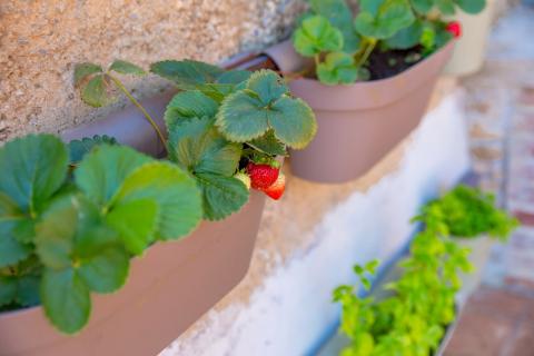 IČIĆI, Poljane - Kuća za najam
