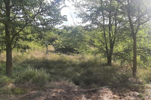 Istra, Karojba okolica - lijepa ravna građevinska parcela