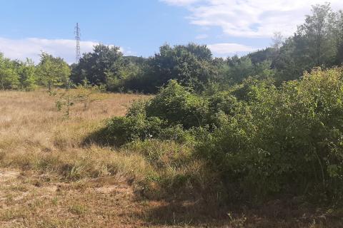 Istra, Karojba okolica - lijepa ravna građevinska parcela