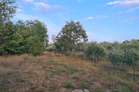 Poreč: Ograđeni maslinik sa 60 starih maslina 