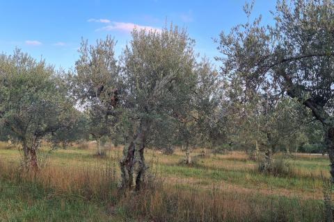 Poreč: Ograđeni maslinik sa 60 starih maslina 