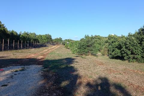 Istra, okolica Svetvinčenta, stambeno-gospodarski projekt