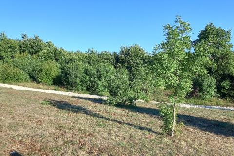 Istra, okolica Svetvinčenta, stambeno-gospodarski projekt