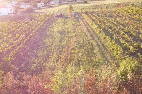 Kaštelir, Kaštelir-Labinci, 1.500m2