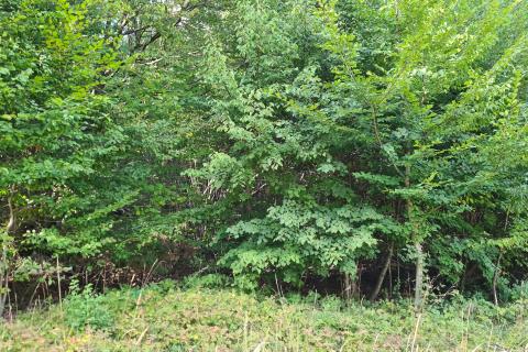 Zvoneća, Lisina - negrađevinsko zemljište (šuma) površine 2720 m2