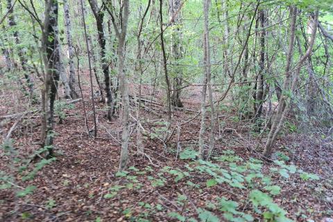 Zvoneća, Lisina - negrađevinsko zemljište (šuma) površine 2720 m2