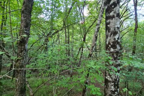 Zvoneća, Lisina - negrađevinsko zemljište (šuma) površine 2720 m2