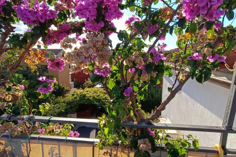 Istra, Rovinj, dva velika stana u centru