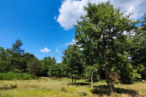 Istra, građevinsko i poljoprivredno zemljište 11142m2