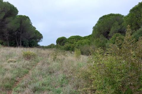 Istra,okolica Fažane,-vikend parcela 600 m od plaže