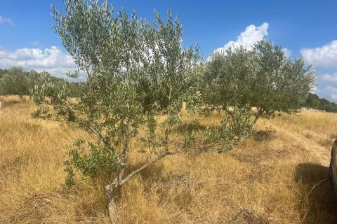 Земельный участок нестроительного назначения Bale, 5.440m2