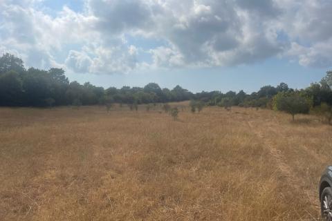 Земельный участок нестроительного назначения Bale, 5.440m2