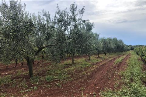 Istra, Lovrečica, maslinik 6634 m2
